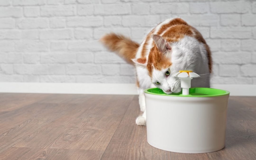 Quietest Cat Water Fountain