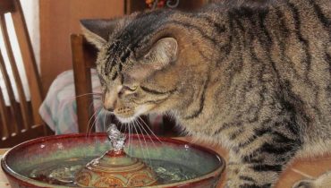 Best Stainless Steel Cat Water Fountain