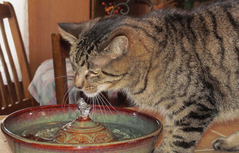 Best Stainless Steel Cat Water Fountain