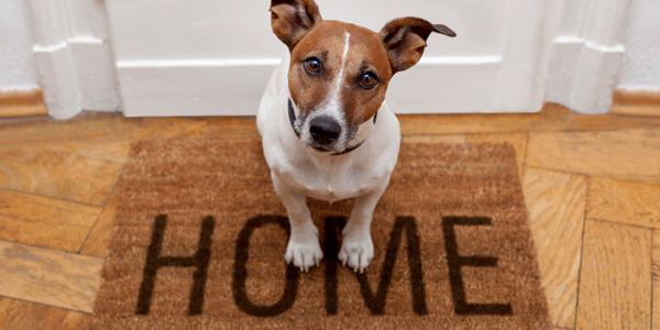 TIPS TO KEEP YOUR HOME PET ODOR FREE